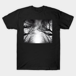 Whispering Trees Silhouette in Mist T-Shirt